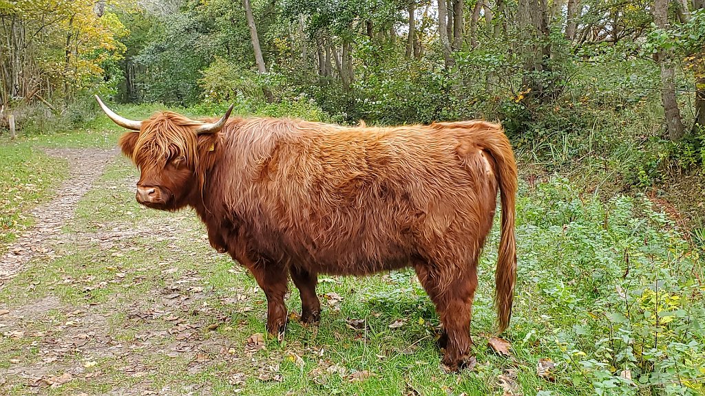 2020_1022_142529.jpg - Castricum - De Hoep