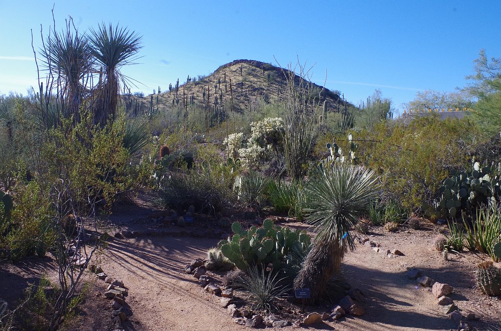 2020_0106_103919.JPG - Desert Botanical Garden