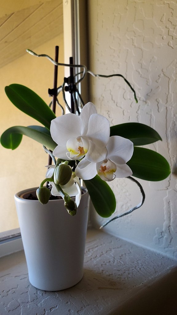 2020_0225_155132.jpg - Home grown orchid!