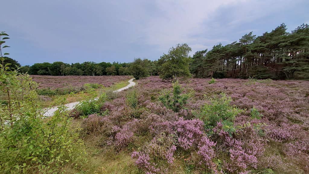 2020_0816_190934.jpg - Schoorlse duinen before the storm