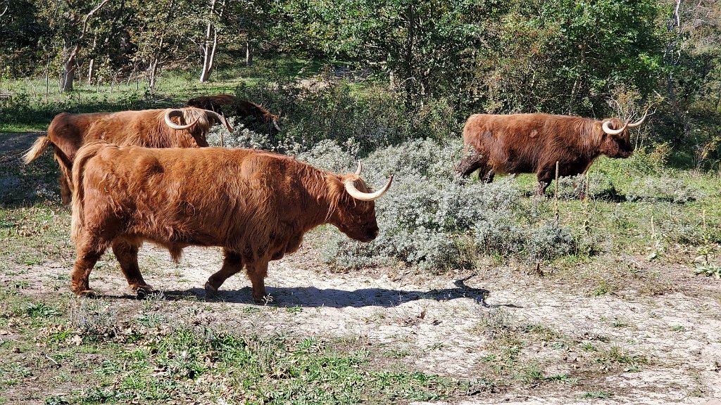 2020_0918_134340.jpg - duinen bij Egmond Binnen