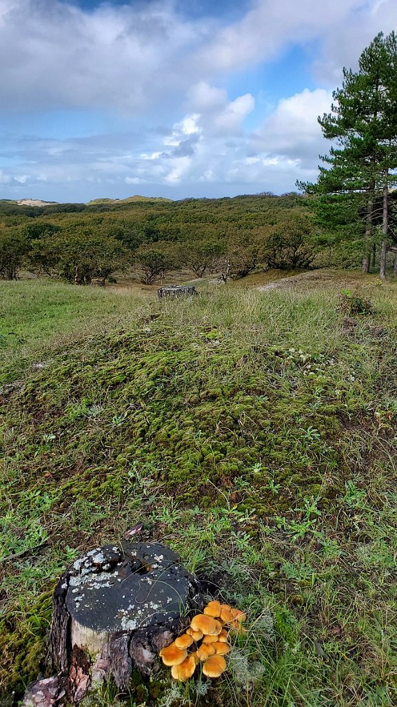 2020_1011_113450.jpg - Bergen aan Zee Uilenvangersweg