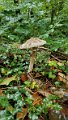 2020_0930_paddestoelen